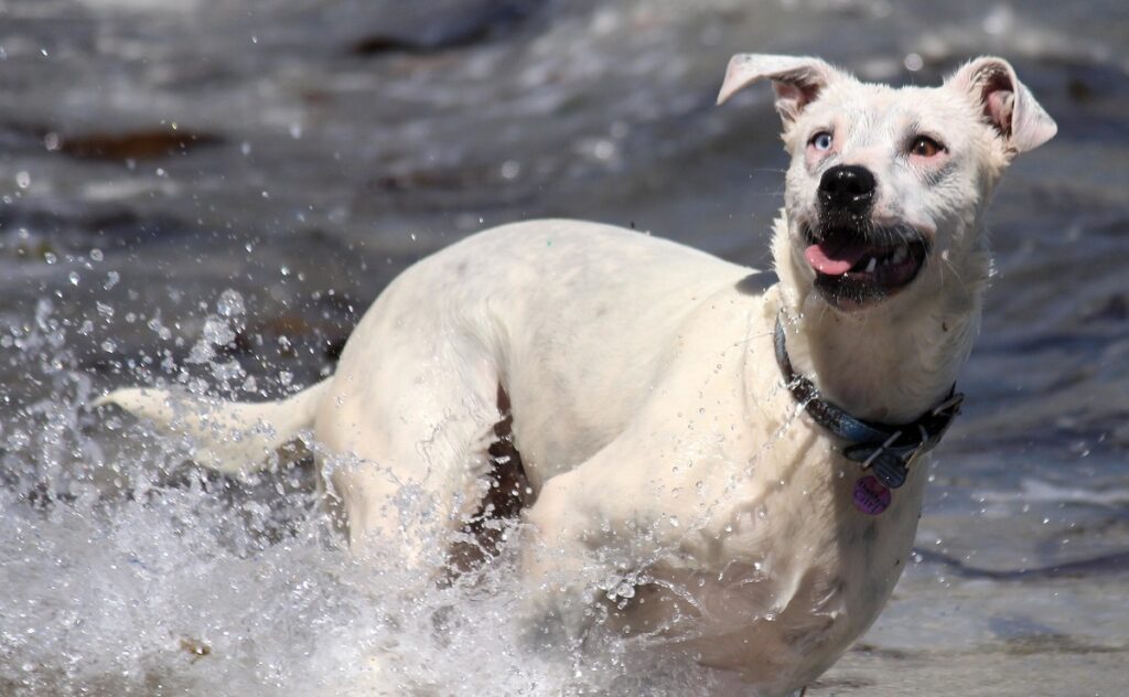 Cool Dog Breeds: Where Style Meets Personality: