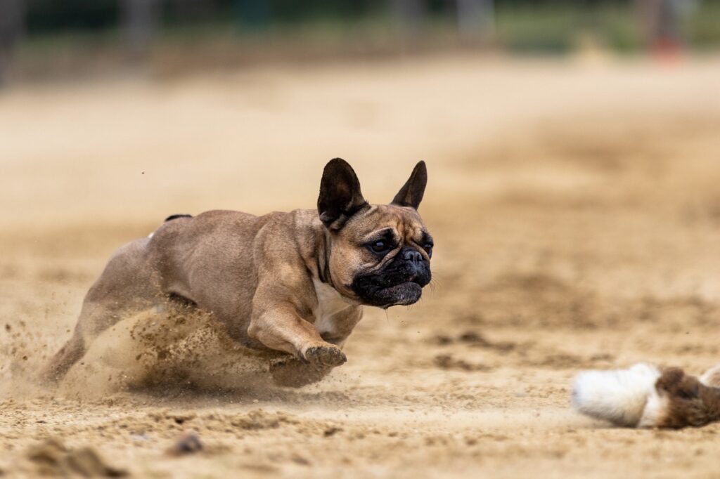 dog breeds that kill rabbits | Scary Dog Breeds